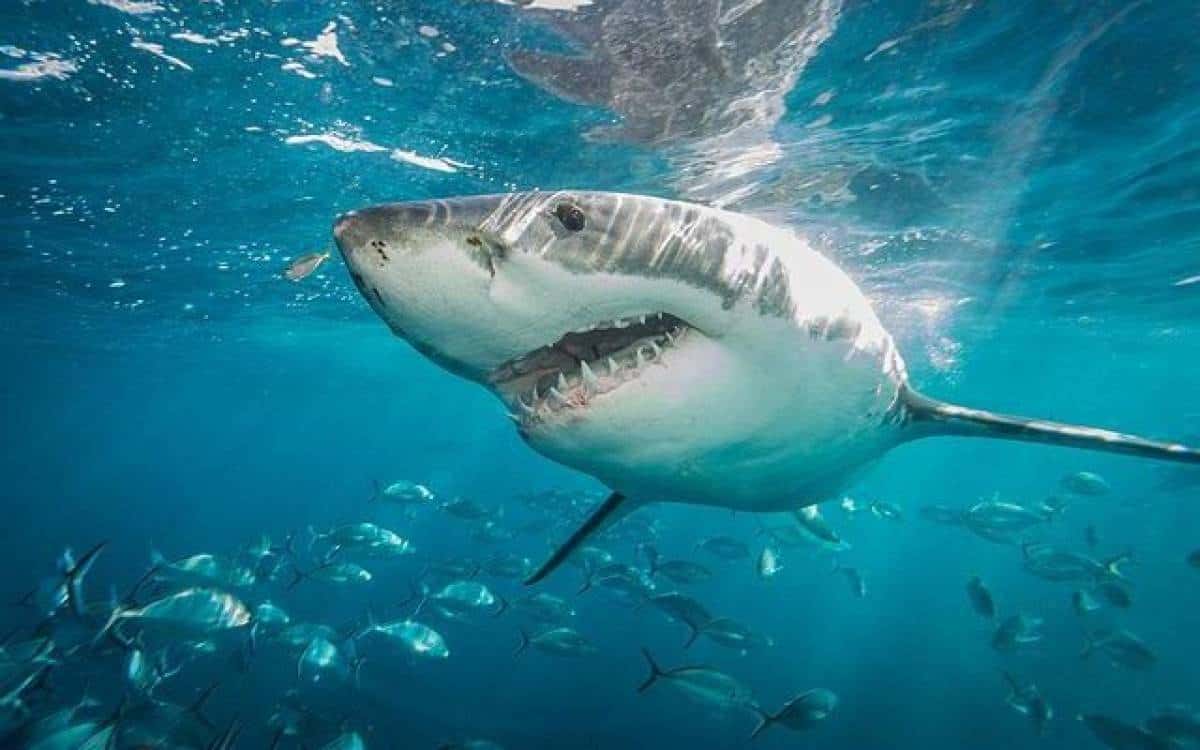 2019 Shark Attack Betting Odds