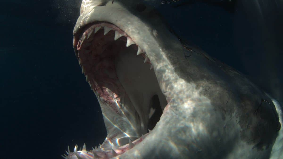 Shark Week 2019 Shark Attack Proposition Betting Odds