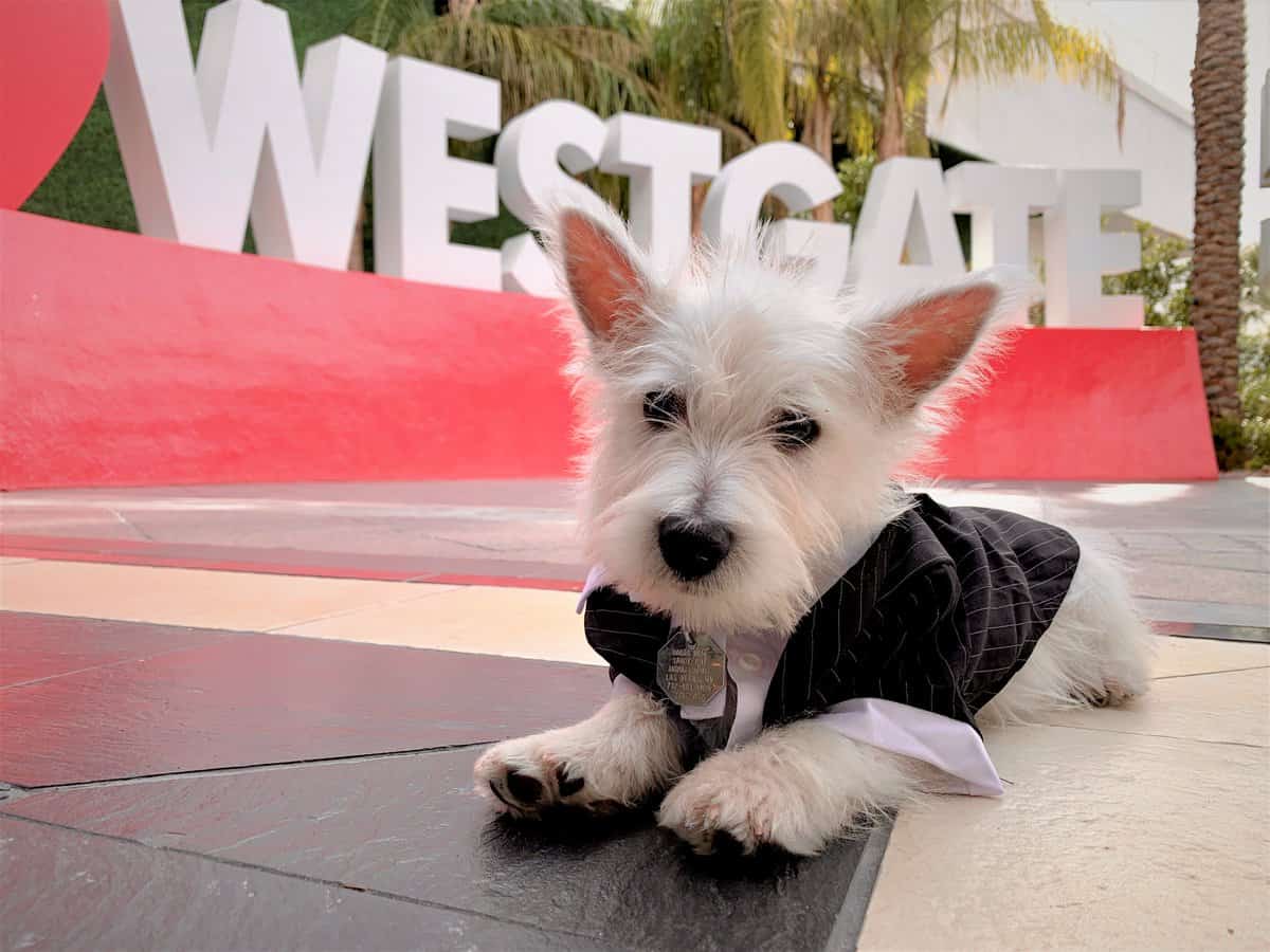 Westgate Superbook Will Reopen On June 18