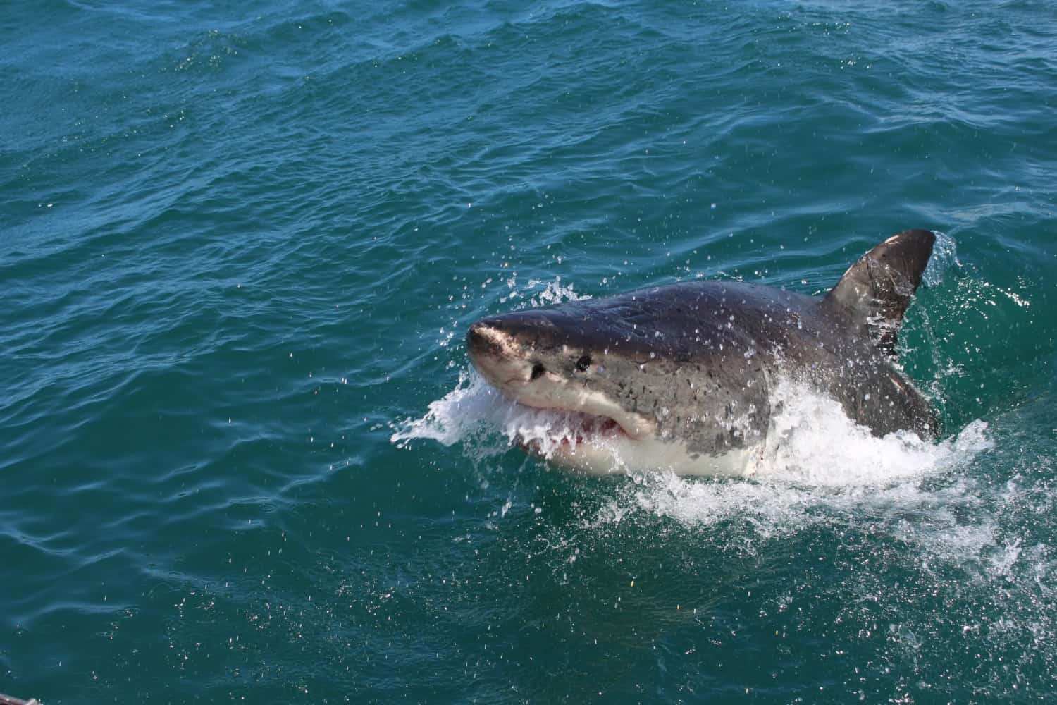 2020 Shark Attack Betting Odds